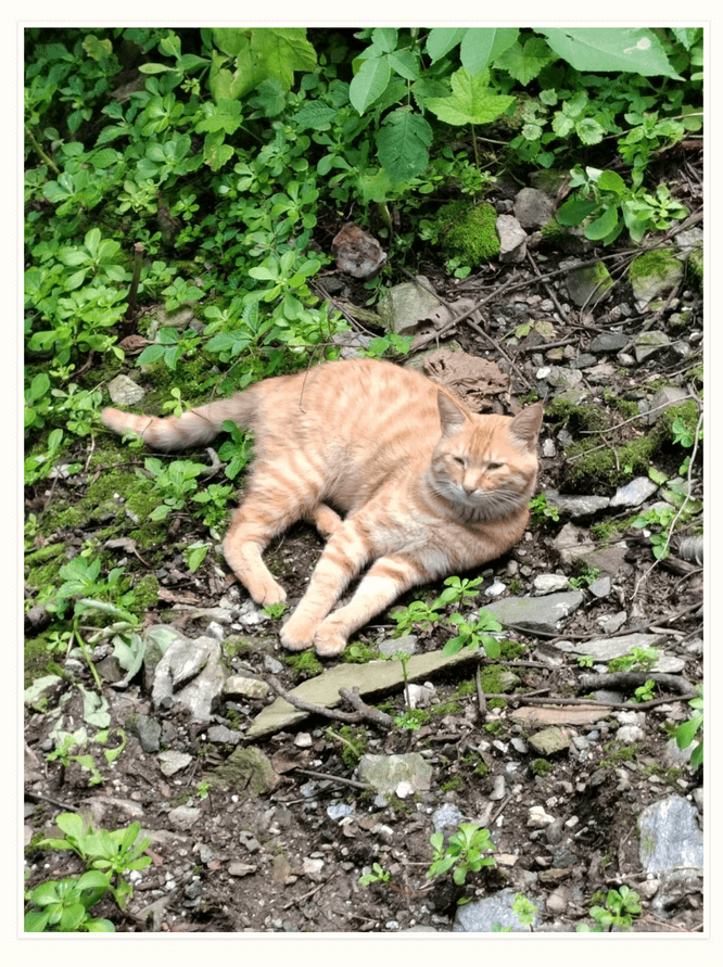 yscat.png